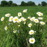 0905F 09 Stendal-Hamburg : elbe